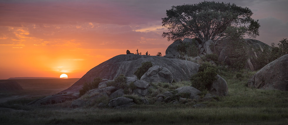 lev na granitni skali parka serengeti v tanzaniji