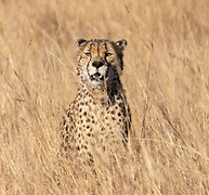 afriški gepard