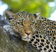 afriški leopard
