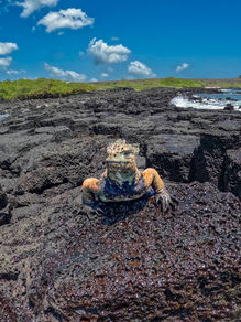 oranžen galapaški morski legvan na črni morski skali