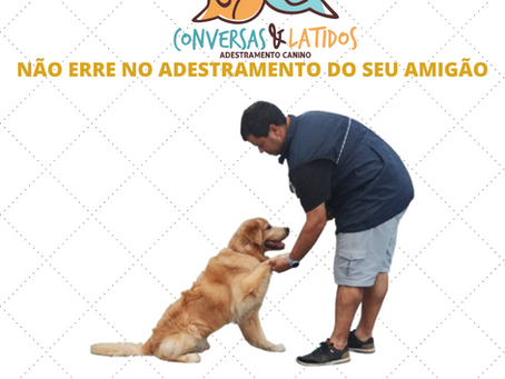 10 Erros Comuns ao Adestrar Seu Cachorro