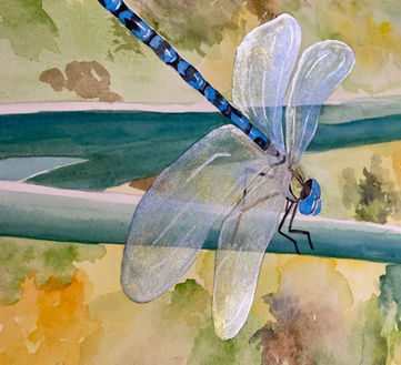Libellule à l'aquarelle