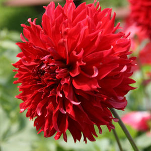 dahlia red fubuki - Wijnie Jabaaij