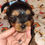 Miniatura: Yorkshire Macho com Pedigree