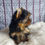 Miniatura: Filhote Macho Yorkshire Pequeno com Pedigree