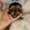Miniatura: Filhote Yorkshire macho Pequeno com pedigree