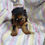 Miniatura: Filhote Fêmea Yorkshire com Pedigree Pequena