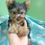 Miniatura: Filhote Macho de Yorkshire com Pedigree