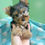 Miniatura: Filhote Macho de Yorkshire com Pedigree