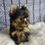 Miniatura: Filhote Macho Yorkshire Pequeno com Pedigree