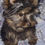 Miniatura: Yorkshire terrier Macho Filhote
