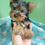Miniatura: Filhote Macho de Yorkshire com Pedigree