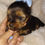 Miniatura: Filhote Yorkshire macho Pequeno com pedigree