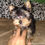 Miniatura: Machinho Filhote Yorkieshire Terrier