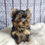 Miniatura: Filhote Macho Yorkshire Pequeno com Pedigree