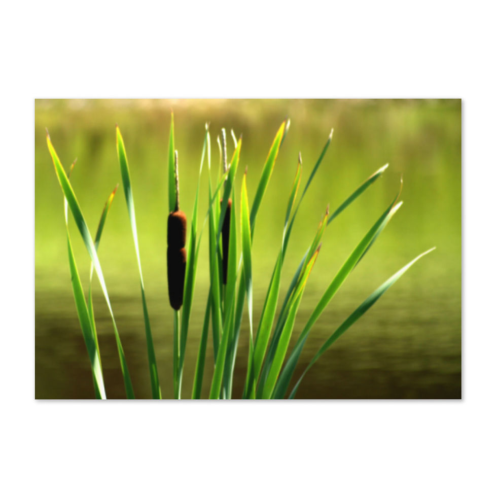 Miniaturbild: Grußkarte CATTAILS - Erhältlich in 3 Größen!!