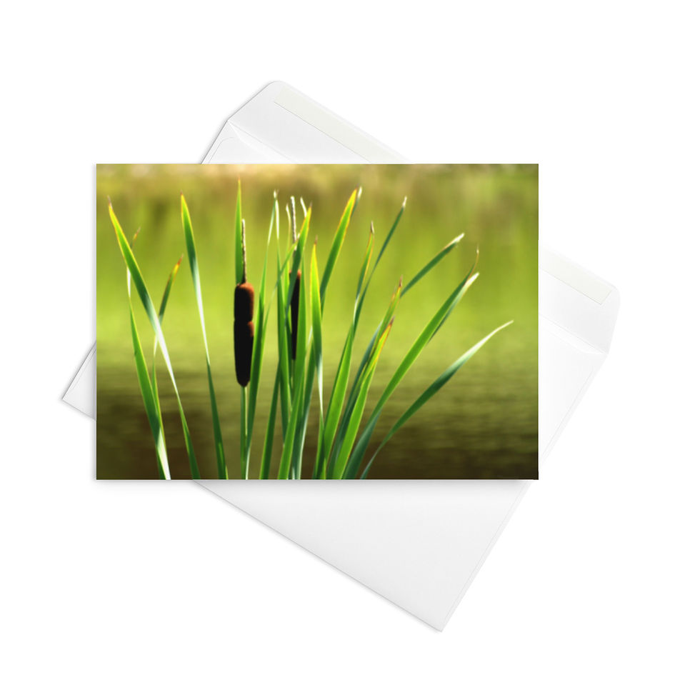 Miniature : Carte de vœux CHATS - Disponible en 3 tailles !!