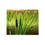 Thumbnail: Placemat Set CATTAILS