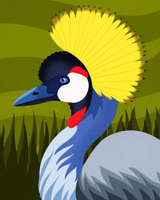 Grey Crowned Crane