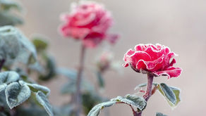 Jardinería mes a mes: Enero