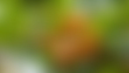 Los esenciales de la poda del níspero japonés. (Eriobotrya japonica)