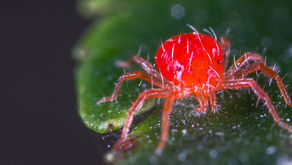 Las 10 plagas más comunes de insectos (o similares)