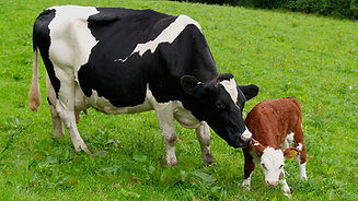 cow and calf.jpg