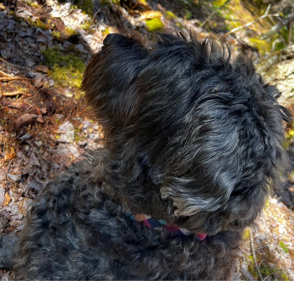 Our fourth dog. Actually our first.