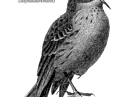 The Birdwatcher's Guide To Spotting the Aymeekooper