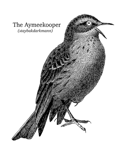 The Birdwatcher's Guide To Spotting the Aymeekooper