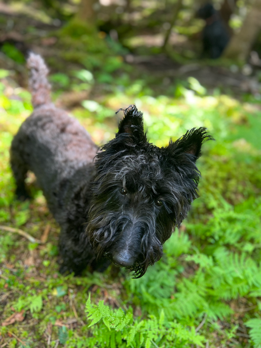 5 Lessons My Dogs Have Taught Me About Leadership
