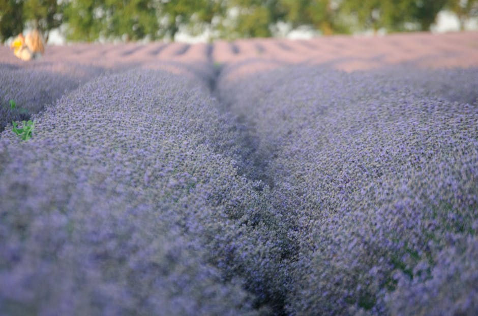 lavender field organic farm