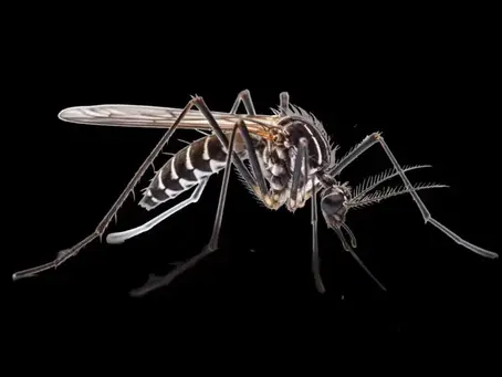 New mosquito challenge in St AnnThey attack in swarms and when they bite, they refuse to leave