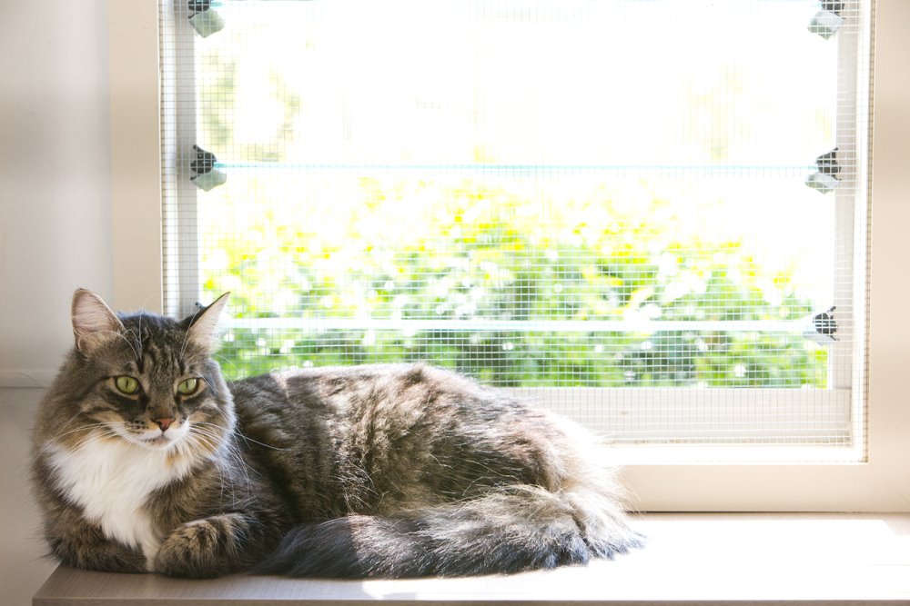 Brisbane Cattery & Cat Boarding Aussie Pet Resort