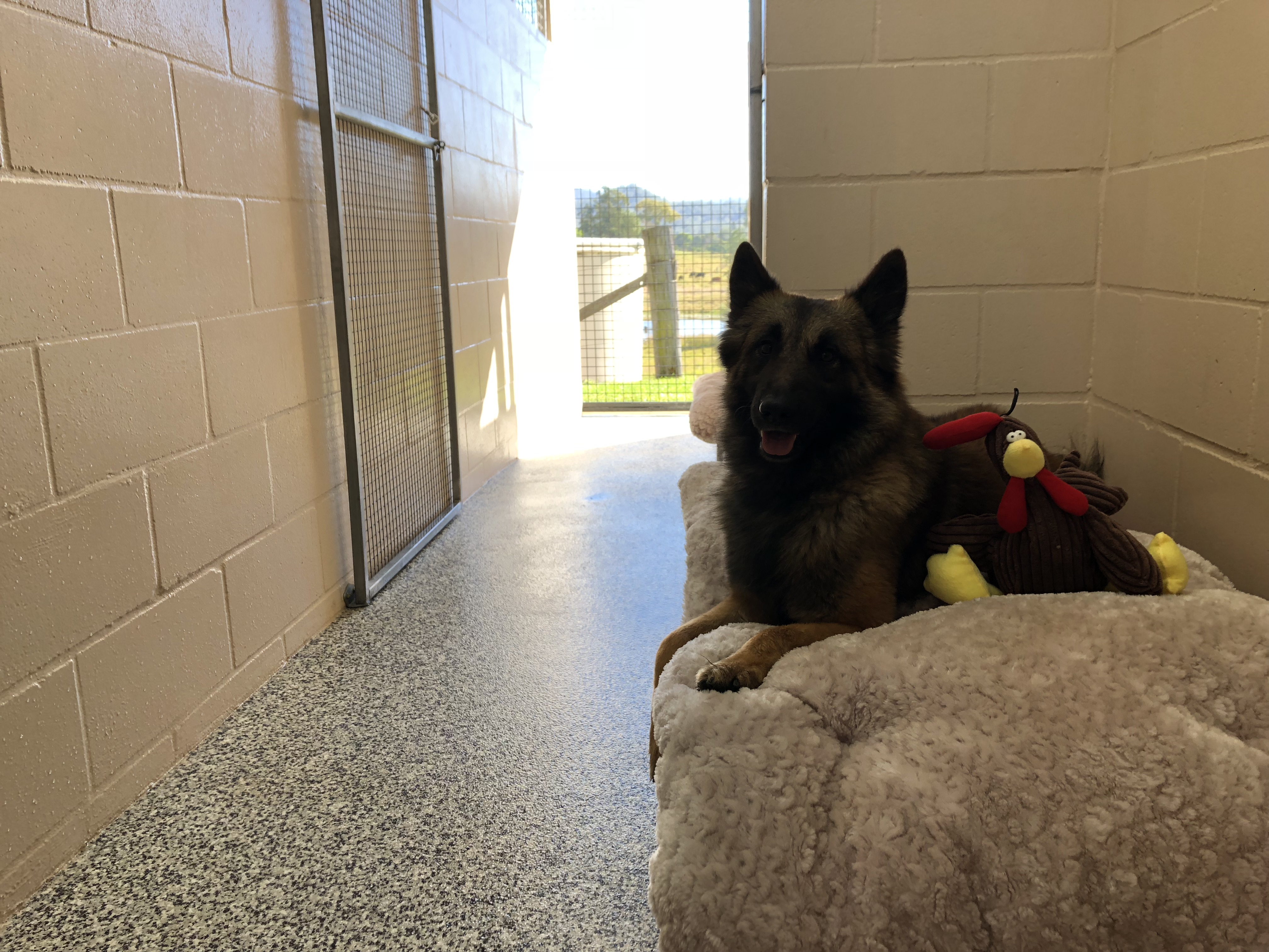 Brisbane Dog Kennels & Boarding Aussie Pet Resort