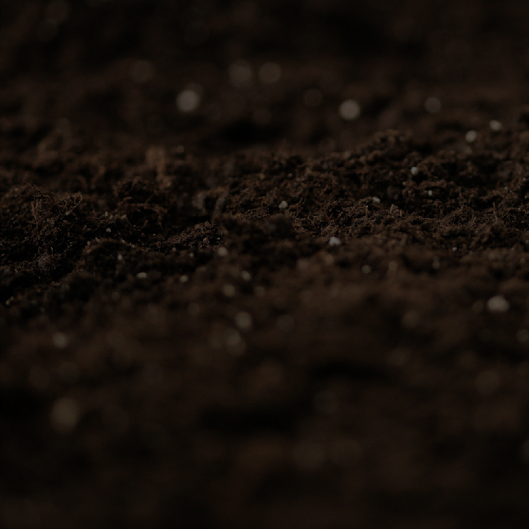 The Raw Herb Company - Animated Logo