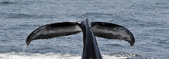 Whale Research