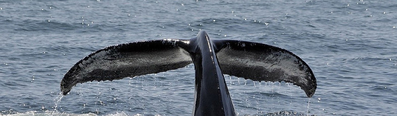 Whale Research
