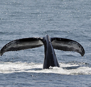 Whale Research