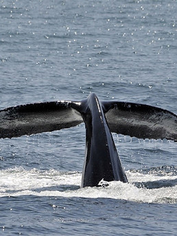 Whale Research