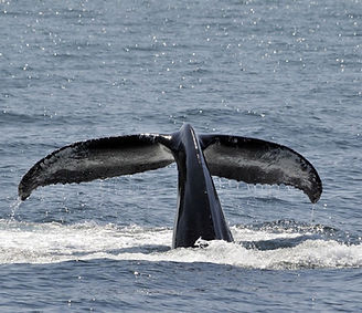 Whale Tail Splash