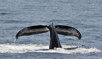 Walvis Staart Splash
