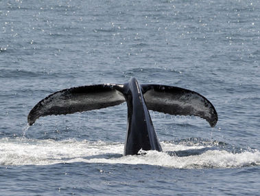 Experiencing The Humpback Whales in Maui