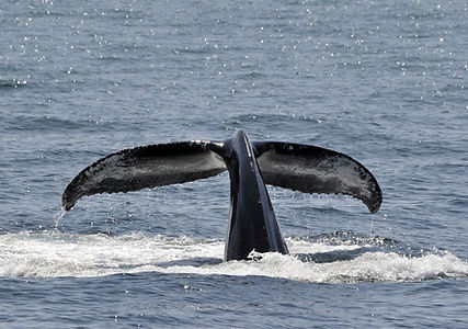 Ocean addict shark diving hawaii whale tail