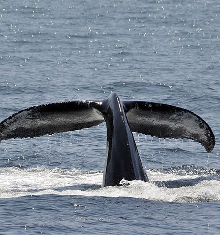 WHALE SPOTTING