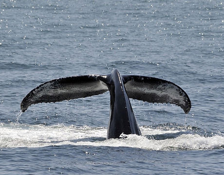 Whale Research