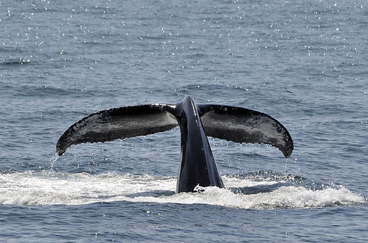 Whale Research