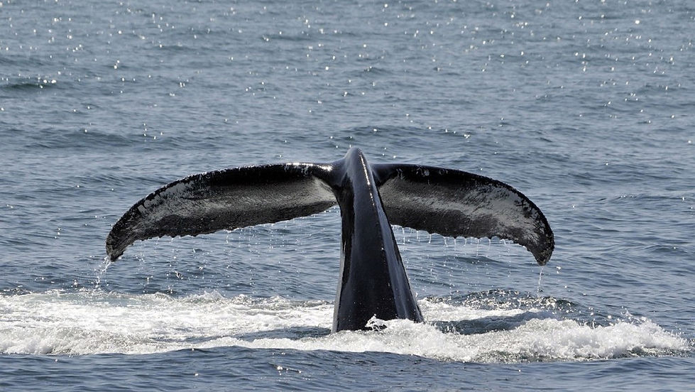 Hebridean Whales & Dolphins
