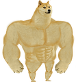 doge_meme_PNG16.png