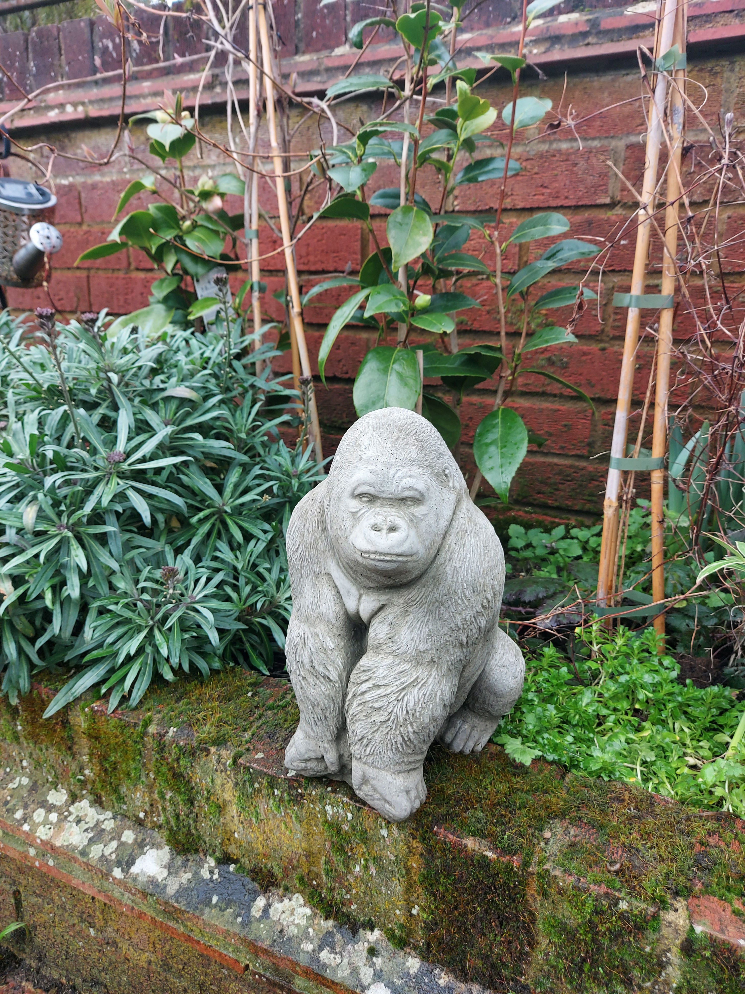 Small silverback gorilla